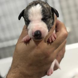 Boy 1 - White and fawn brindle male Whippet puppy in Winter Garden, Florida from Infinity Whippets
