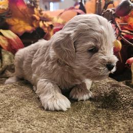 Copper - White male Miniature Schnauzer puppy in Lumberton, Texas from 1 Smart Choice Schnauzers Babies