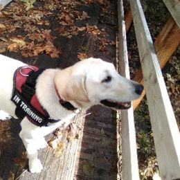 Labrador Retrievers from Kaya's Pups