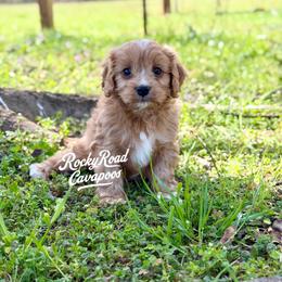 Pearl - Red female Cavapoo puppy in Nashville, Arkansas from Rocky Road Puppies