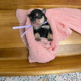Daytona - Black and silver female Miniature Schnauzer puppy in Huntington, Utah from Schnauzers on Robinson Lane
