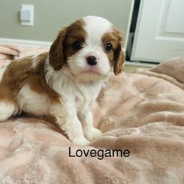 Lovegame - Blenheim female Cavalier King Charles Spaniel puppy in Temecula, California from McKenna Cavaliers in Southern California