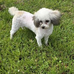 Squiggles and - Poodle