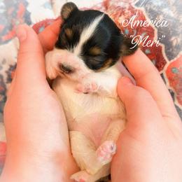 America (Meri) - White black and tan female Papillon puppy in Coatesville, Indiana from Wendy’s Wings