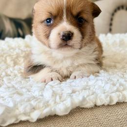 Ace - Red male Pembroke Welsh Corgi puppy in Payson, Utah from Spring Creek Aussies + Corgis
