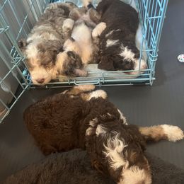 Bernedoodle Puppies from Lovey Dovey Bernedoodles