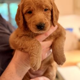 Bolognese - Red  female Goldendoodle puppy in Silverdale, Washington from King Family Doodles