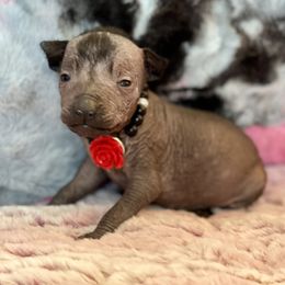 Ursula - Black Xoloitzcuintli puppy in Victorville, California from Elegancia Vintage Xoloitzcuintle