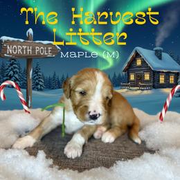 Maple - Apricot male Goldendoodle puppy in Houston, Texas from Golden Life Doodles