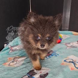 Pepper's Billie Jean - Billie - Blue and tan female Pomeranian puppy in Plant City, Florida from Pepper's Pomeranians