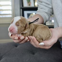 Aida - Red female Bernedoodle puppy in Murray, Utah from Sun Valley Doodles
