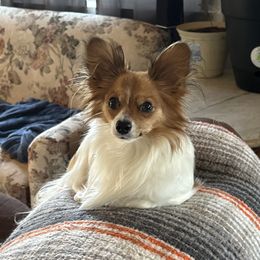 Taz - Papillon