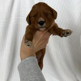 MANGO - Apricot male Goldendoodle puppy in Independence, Oregon from Ankeny Doodles