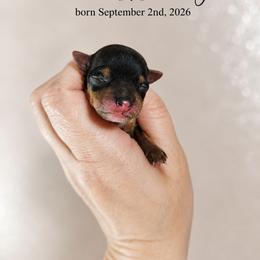 Huxley - Black and tan male Yorkshire Terrier puppy in Moses Lake, Washington from Harmony Hills Yorkies