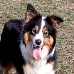 Border Collies from Stirling bridge Border Collies