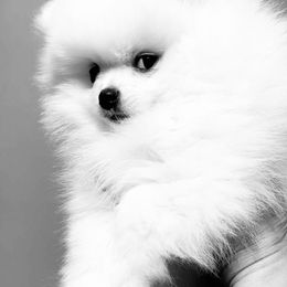 Lilly - White female Pomeranian puppy in Pavilion, New York from Calverton Pomeranians
