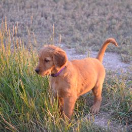 Golden Retriever and Labrador Retriever Puppies from Battlemountain Kennels
