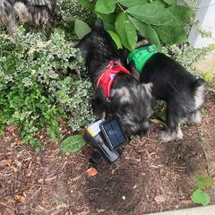 Standard Schnauzer Puppies from Songbird Standard Schnauzers