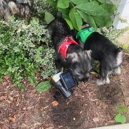 Standard Schnauzer Puppies from Songbird Standard Schnauzers