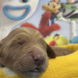 Buzz-dark blue collar - Red  male Goldendoodle puppy in Chino Valley, Arizona from Whiskey Row Royals