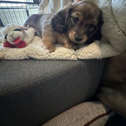 Dachshund Puppies from Kimberly Inman