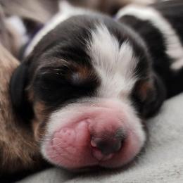 Purple - Black brown and white female Basset Hound puppy in Surprise, Arizona from Howlin Hounds