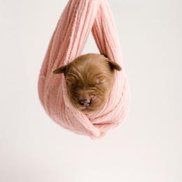 Girl 6 - female Golden Retriever puppy in Buhl, Idaho from Atkinson's Goldens