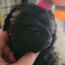 Patrick - Sable male Poodle puppy in Vinemont, Alabama from RottenDog's Poodles