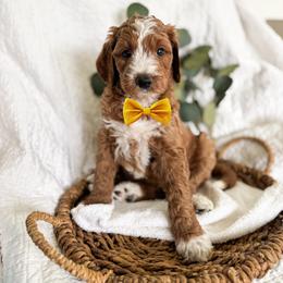 Raye - Red  male Goldendoodle puppy in Chesapeake, Virginia from Buck's Pups