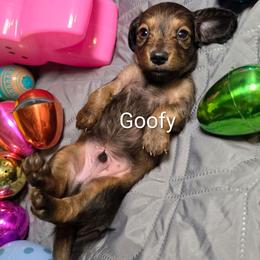 Goofy - Red male Dachshund puppy in Vacaville, California from SchmooterBabies