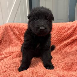 Kai - Black male German Shepherd puppy in Pennock, Minnesota from Shakopee Creek German Shepherds