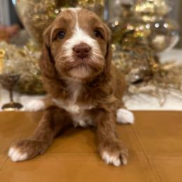 Holly - Red  female Goldendoodle puppy in Jones, Michigan from KaZoo Doodles