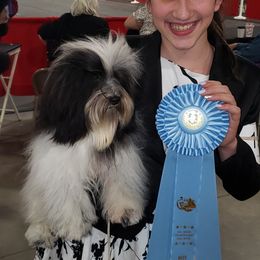 Havanese Puppies from SunWyst Havanese