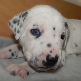 Dark Blue - Disa - White and black female Dalmatian puppy in Jacksonville, Florida from Sunrise Dalmatians 🌄