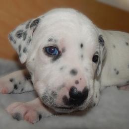Dark Blue - Disa - White and black female Dalmatian puppy in Jacksonville, Florida from Sunrise Dalmatians 🌄