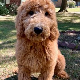 Goldendoodle and Poodle Puppies from SnickerDoodlePups