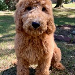 Goldendoodle and Poodle Puppies from SnickerDoodlePups