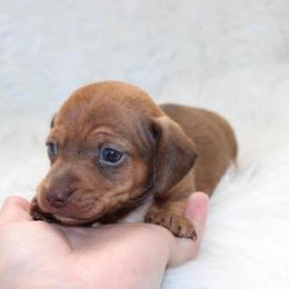 Amelie - Red female Dachshund puppy in Lily, Kentucky from Little Acres Miniature Dachshunds