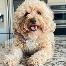 coco - Poodle