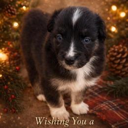 Amari - Black tri-color female Australian Shepherd puppy in Mount Vernon, Texas from RJ's Aussie Posse