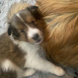 Fred (Male 1) - Sable and white male Shetland Sheepdog puppy in Chambersburg, Pennsylvania from Clark Kennel Shelties