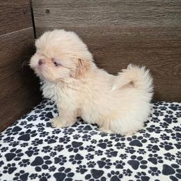 Male 1 - Lilac male Shih Tzu puppy in Meadows Of Dan, Virginia from Walt’s Shih Tzus