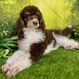 First Lady - Phantom Poodle puppy in Middlebourne, West Virginia from El Silencio Standard Poodles
