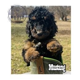 Mustang - Phantom female Bernedoodle puppy in Belleville, Michigan from Moose Tracks Bernedoodles