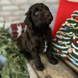 Goldendoodle Puppies from Doodles in the Skye