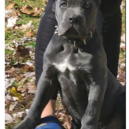 Cane Corso Puppies from Nephilim Cane Corso