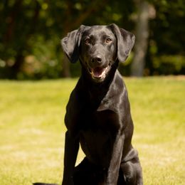 Molly - Labrador Retriever