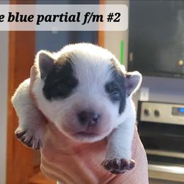 Partial full mask - Blue speckled female Australian Cattle Dog puppy in Lenoir, North Carolina from Blue Coyote Ranch