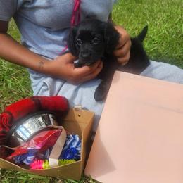 Panda - Black female Dachshund puppy in Altamonte Springs, Florida from Happy Tails Dachshunds