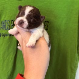 Chocolate parti MALE - Chocolate parti male Pomeranian puppy in Tyler, Texas from Aukland’s Poms